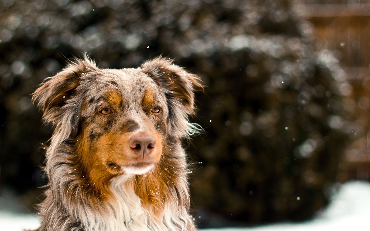 Photos Shepherd aussie dog Dogs Glance Animals