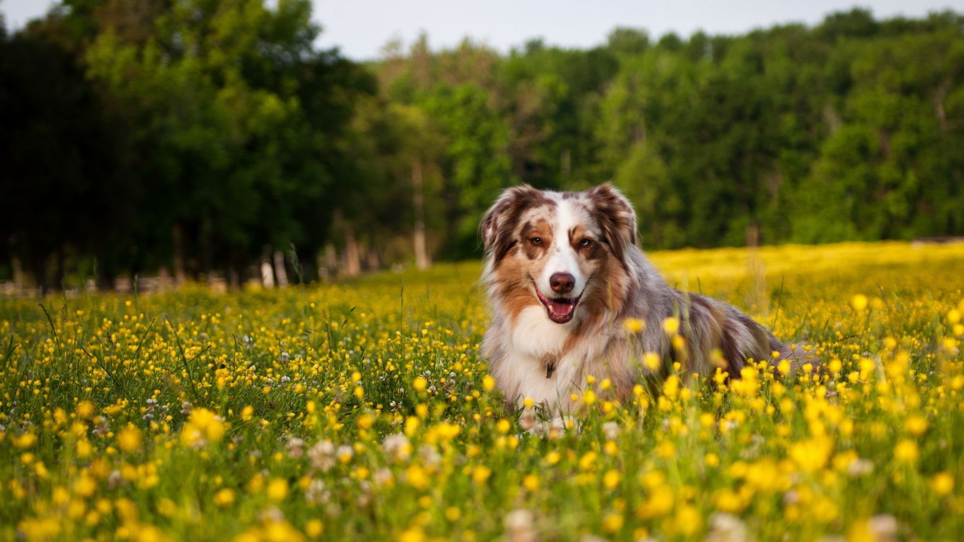 australian shepherd nature Desktop Wallpaperk HD