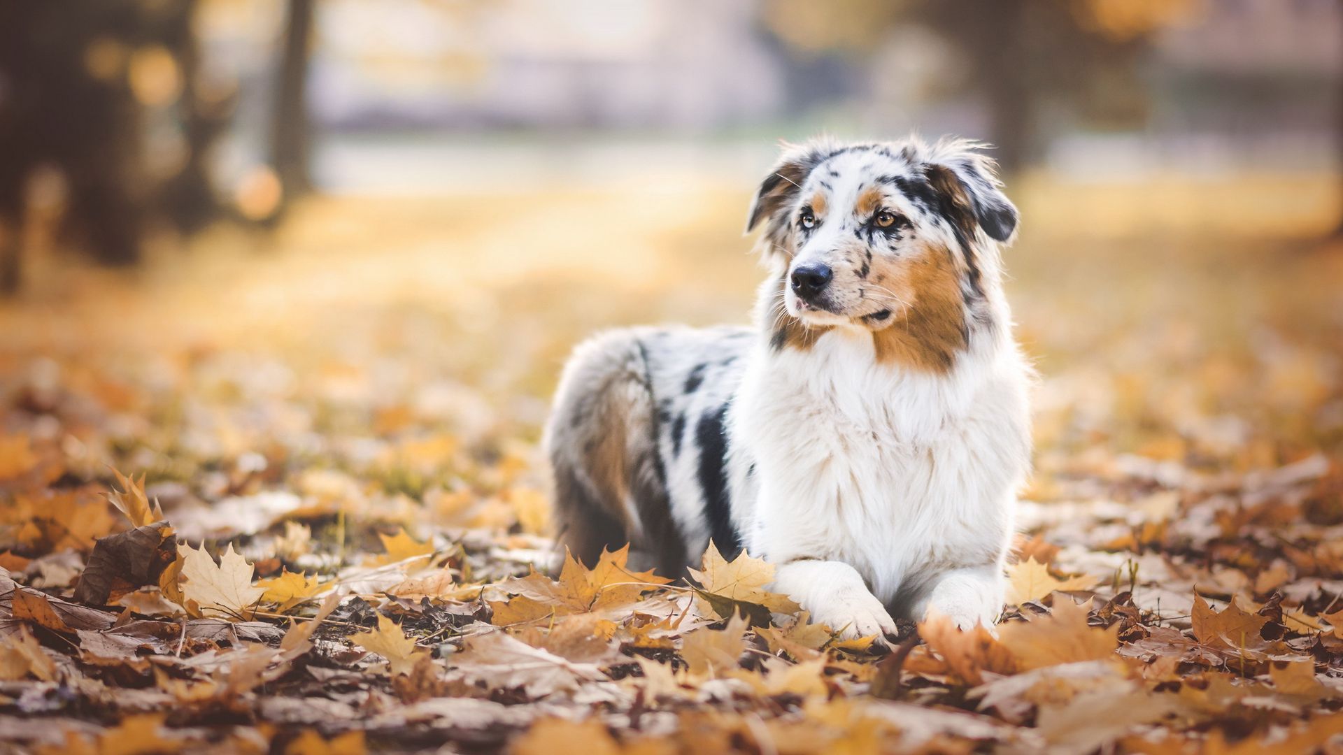 Australian Shepherd Desktop Wallpapers - Wallpaper Cave