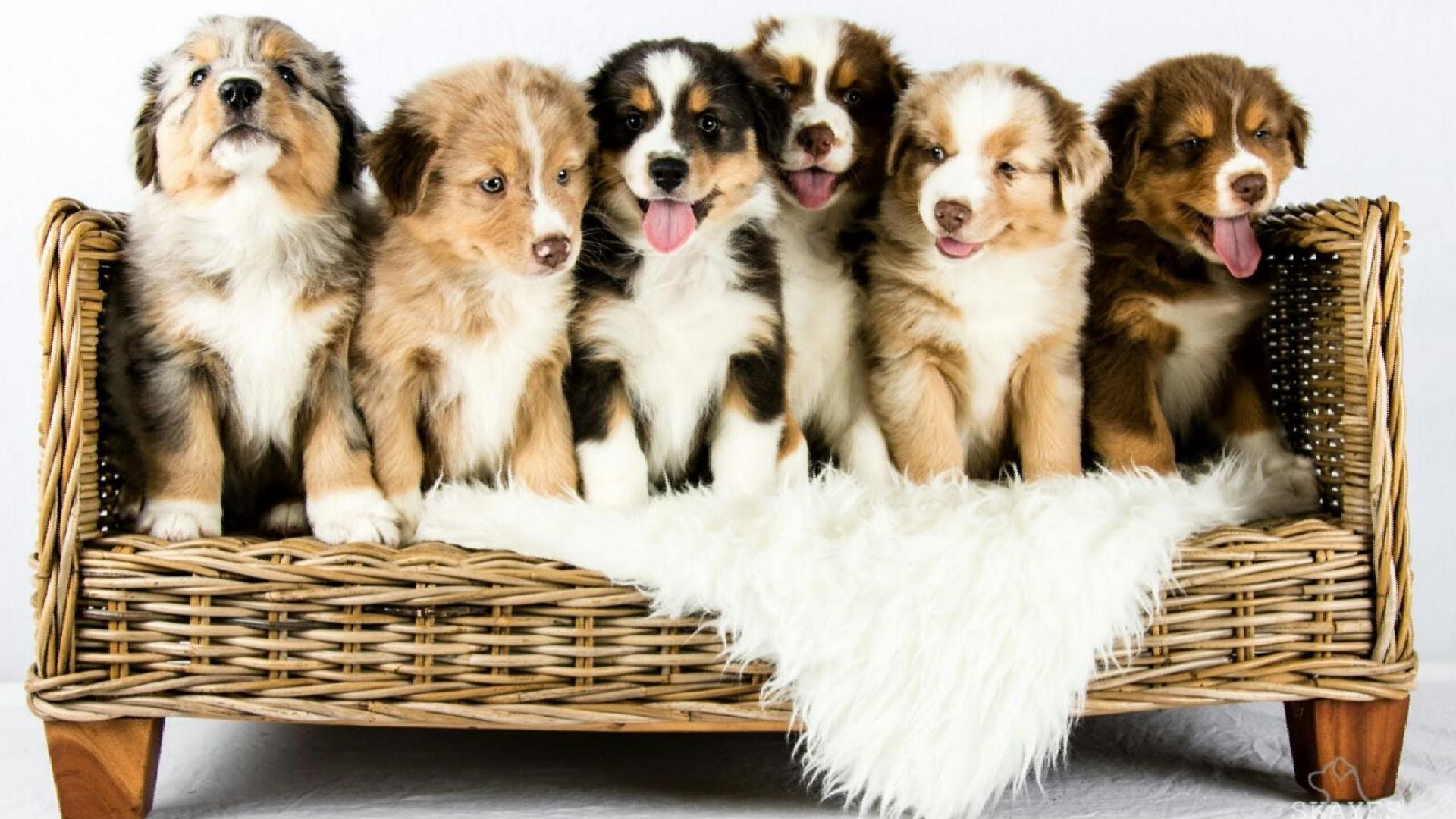 Australian Sheperd Dog Food Backdrop