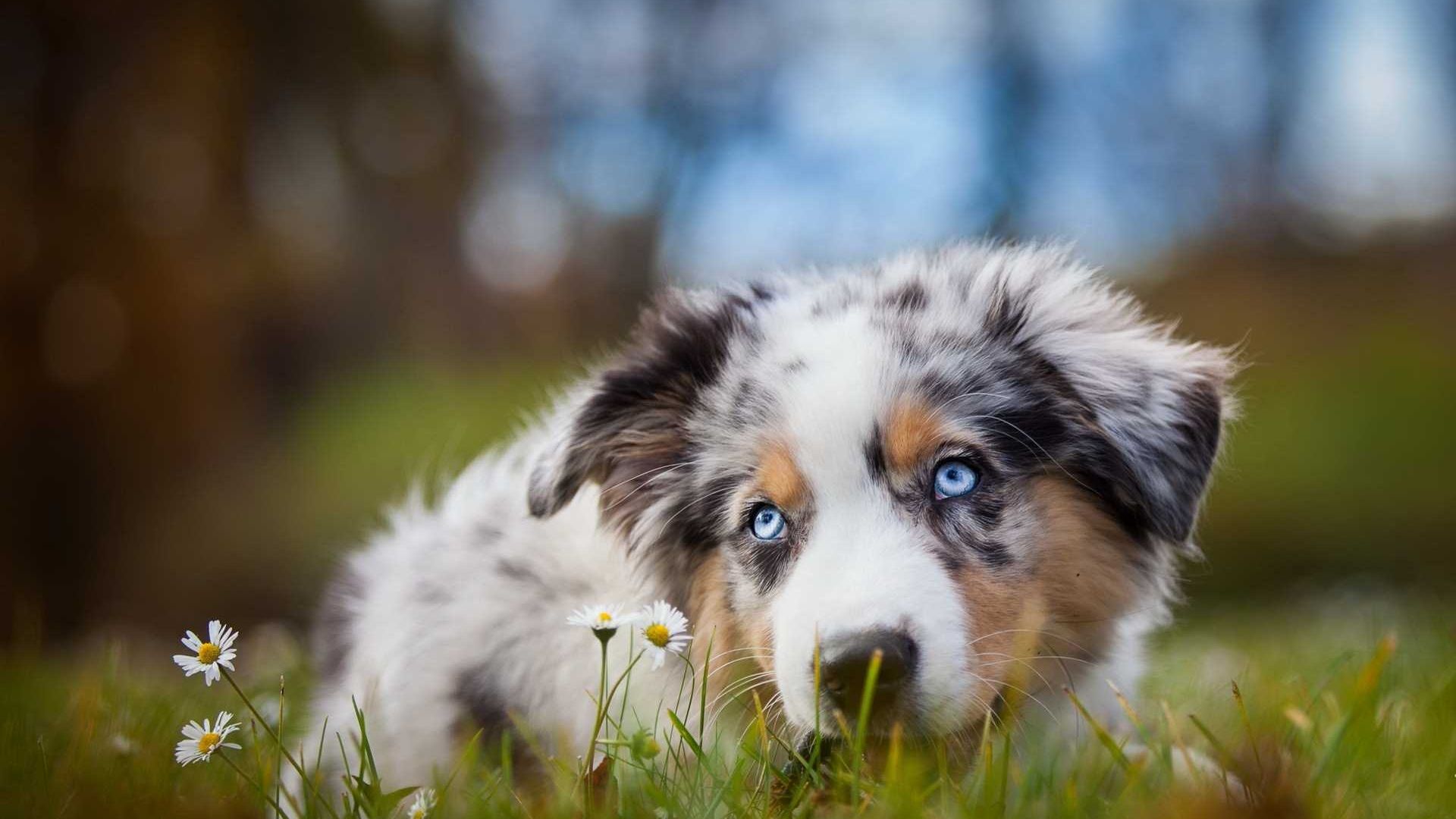 Australian Sheperd Dog Food Backdrop