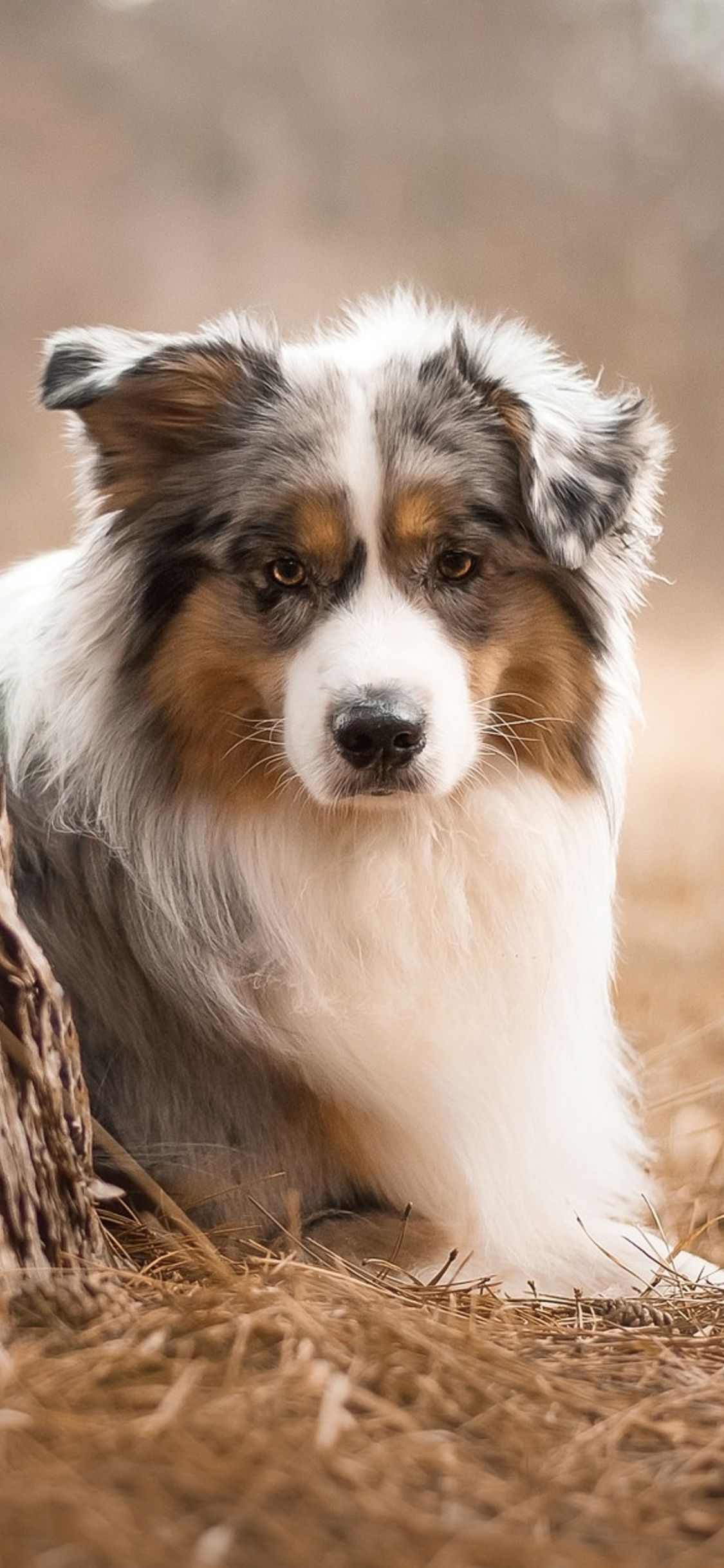 Australian Shepherd Dog iPhone XS, iPhone iPhone X HD 4k Wallpaper, Image, Background, Photo and Picture