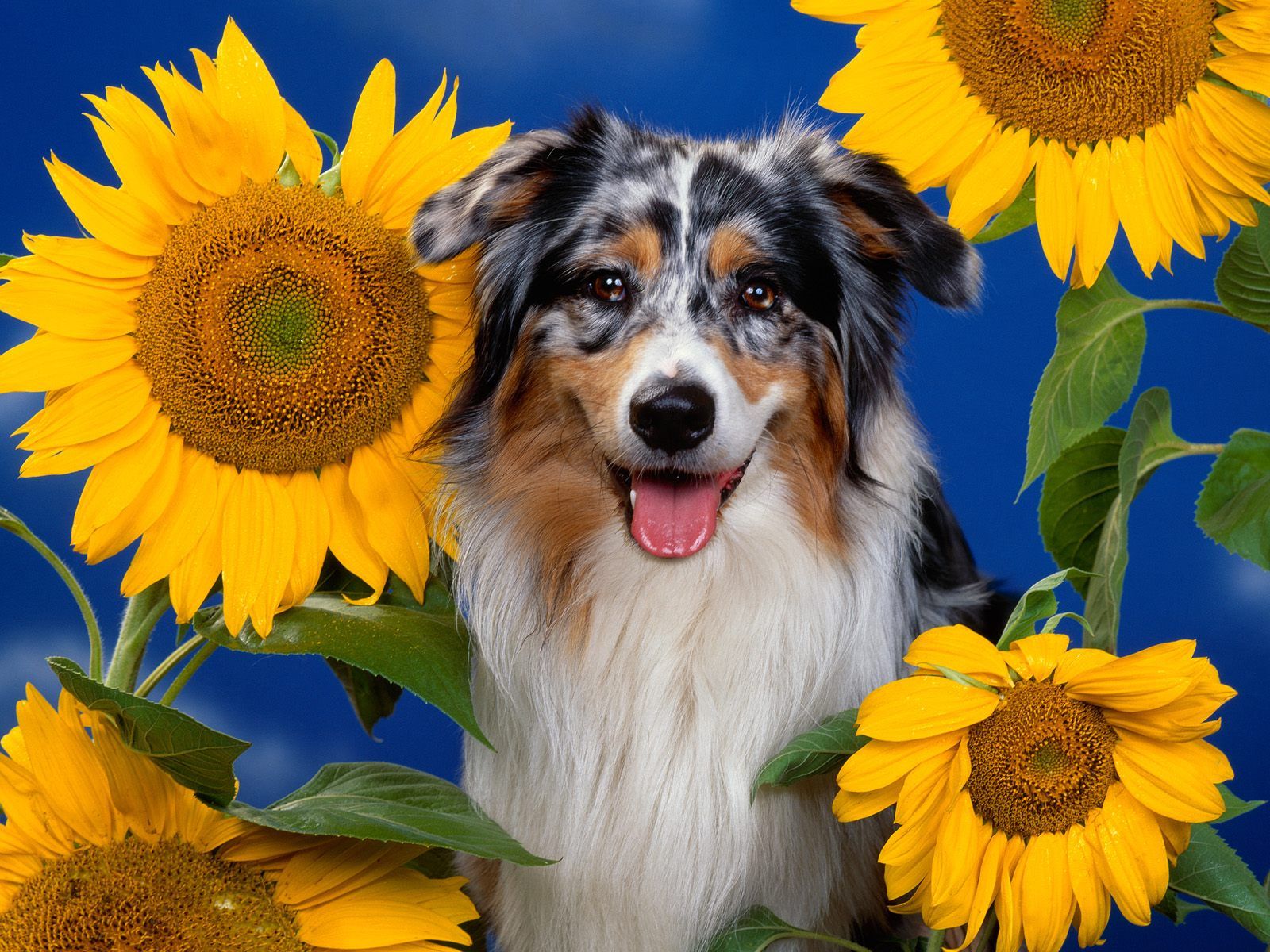Australian Shepherd Dog Picture HD Wallpaper Background Desktop, iphone & Android Free Download