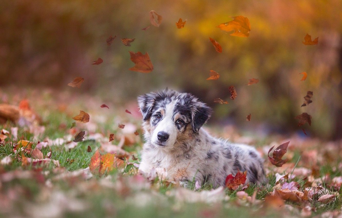 Wallpaper autumn, leaves, dog, puppy, Australian shepherd, Aussie image for desktop, section собаки