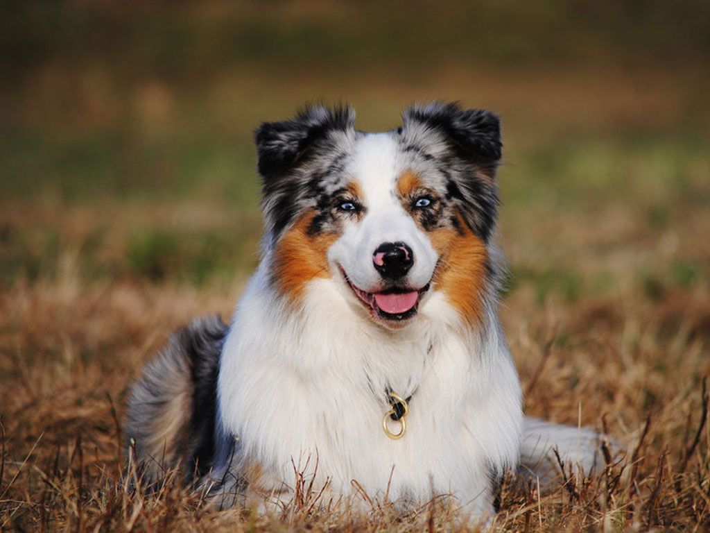 Free download Australian Shepherd Cool Wallpaper Wallpaper [1024x768] for your Desktop, Mobile & Tablet. Explore Australian Shepherd Wallpaper. Aussie Wallpaper
