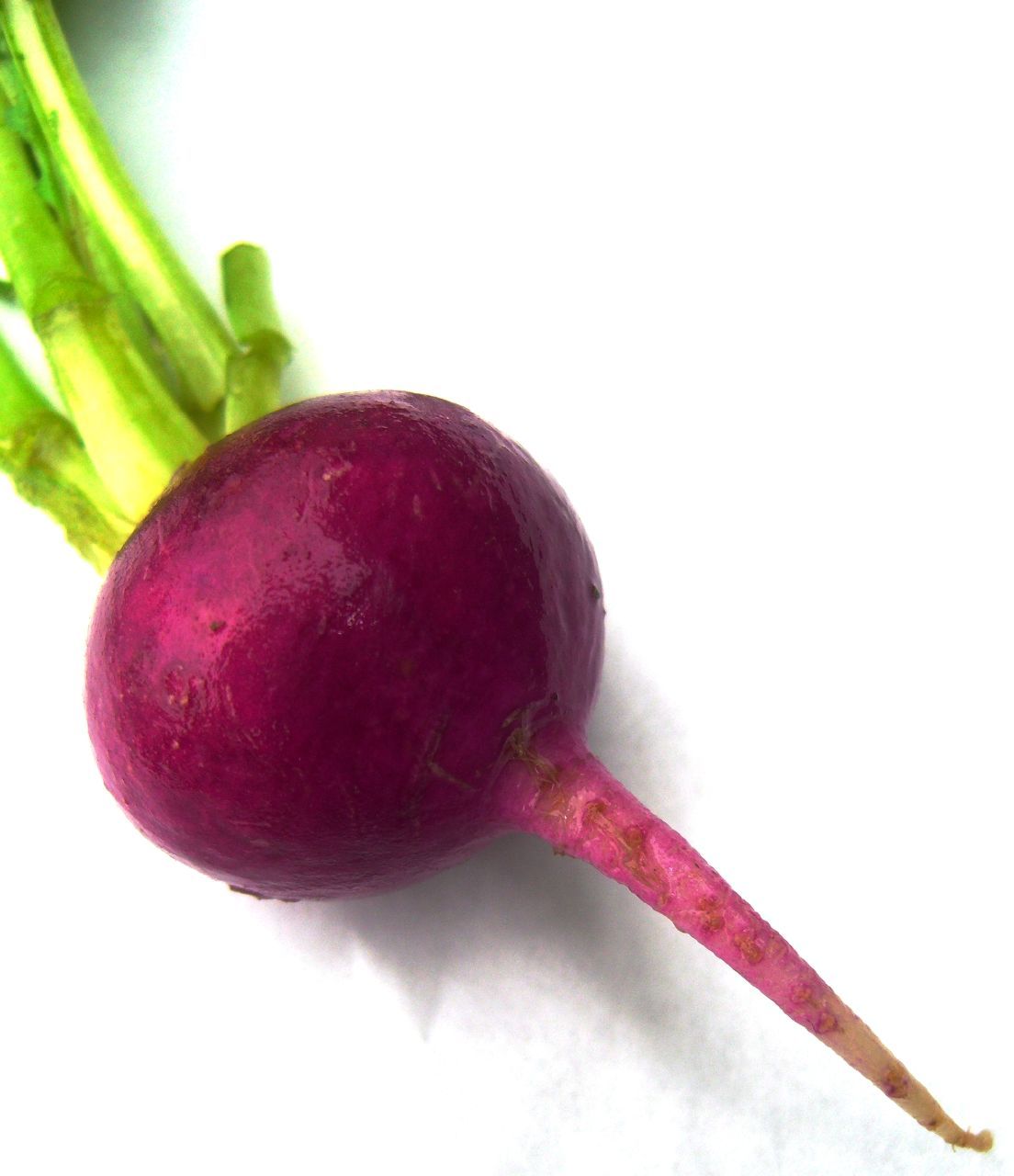Beet HD Wallpapers and Backgrounds