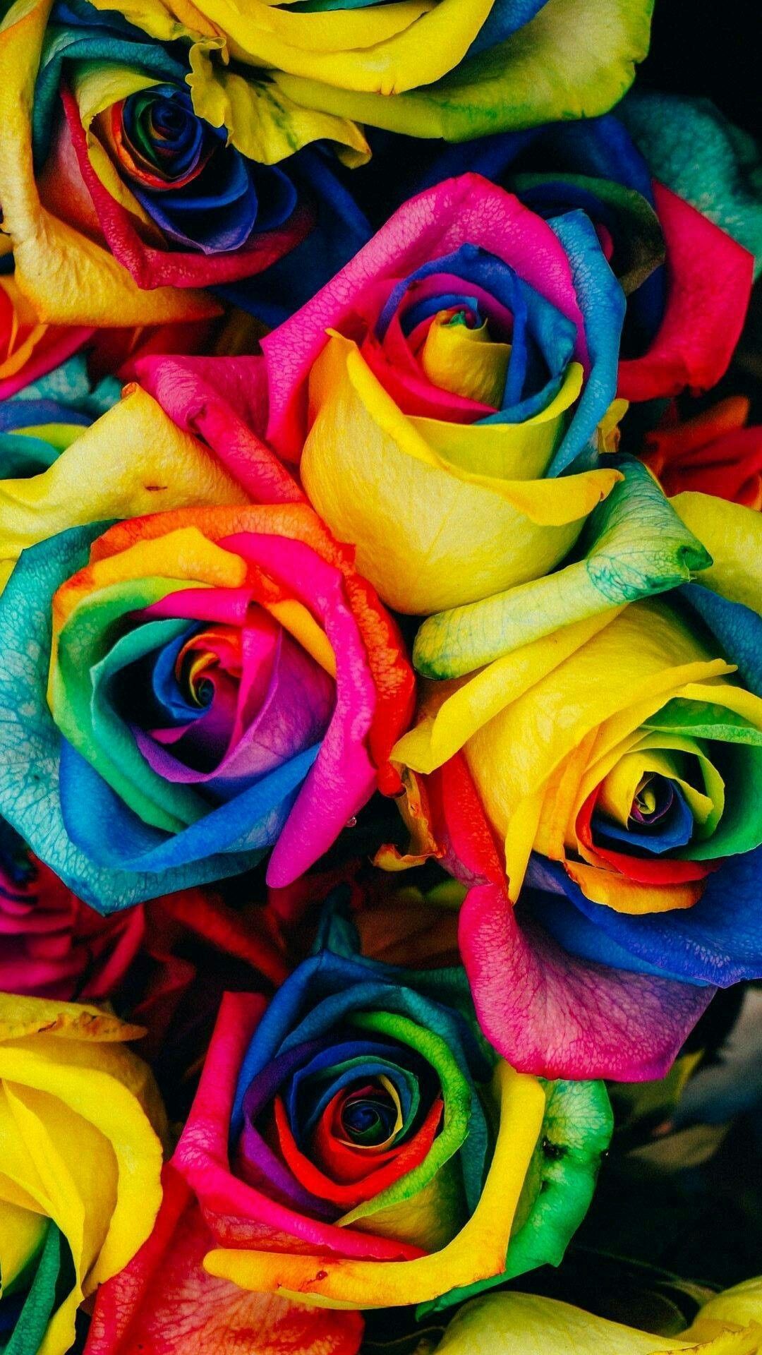 Flowers. Rainbow roses, Rose wallpaper, Flower iphone wallpaper