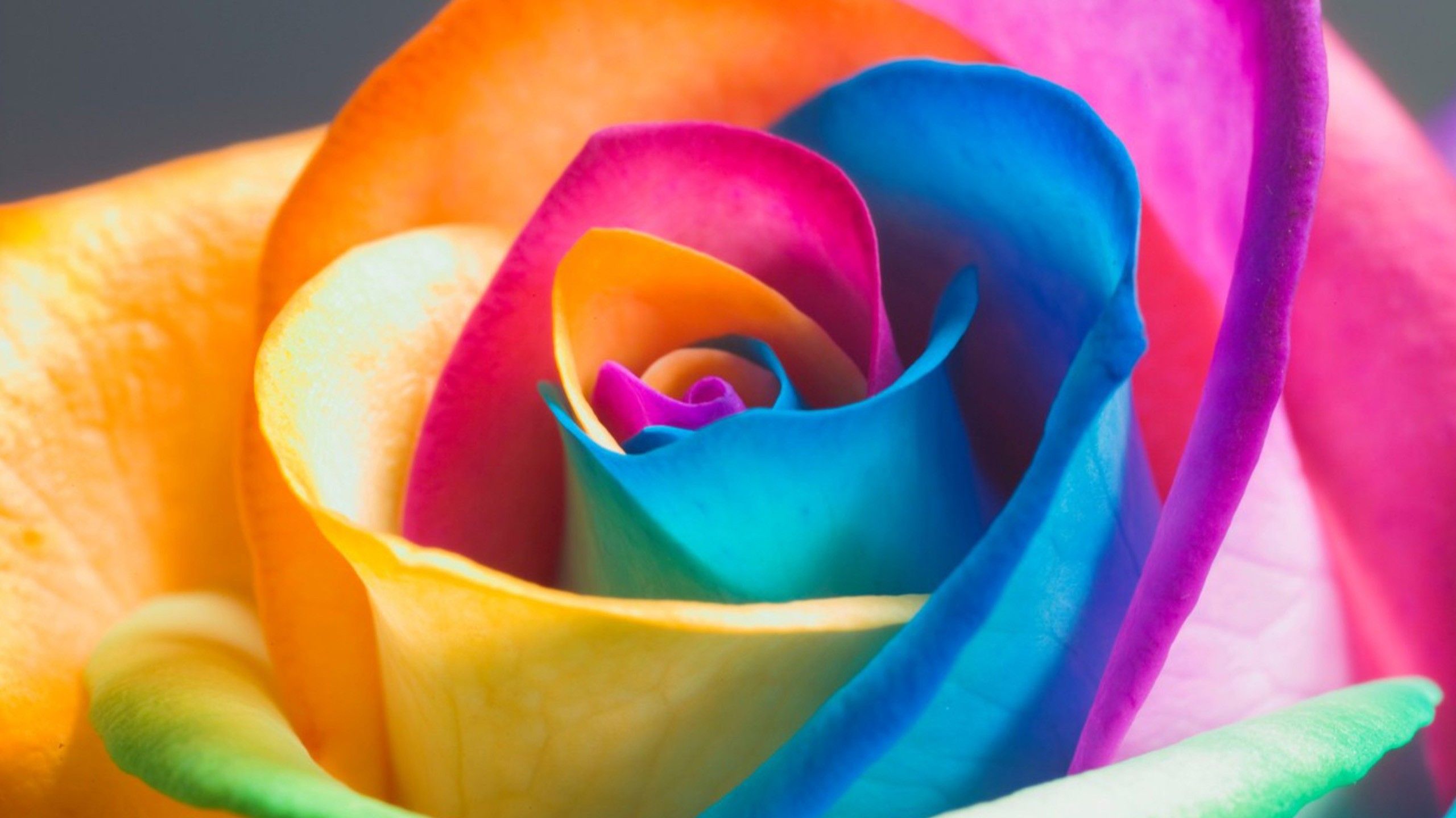 Rainbow Rose Macro