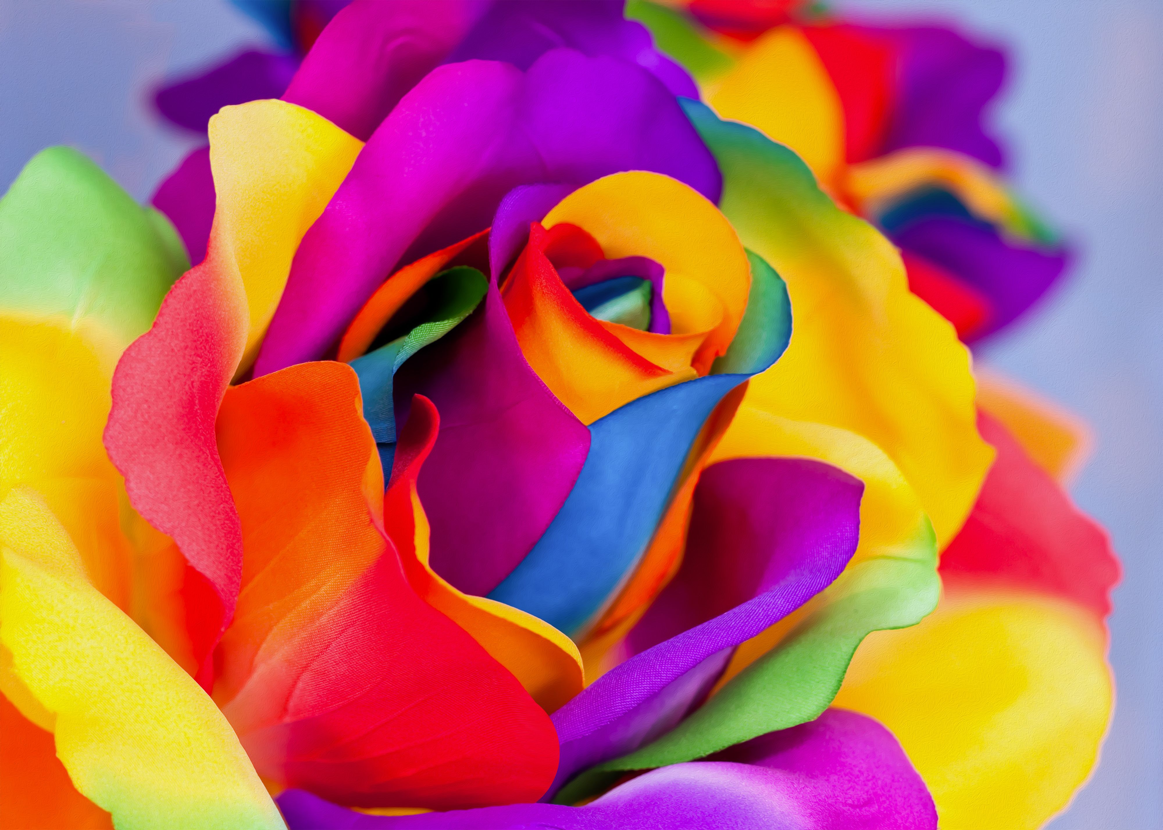 Rainbow Rose Background Quality Image And Transparent PNG Free Clipart
