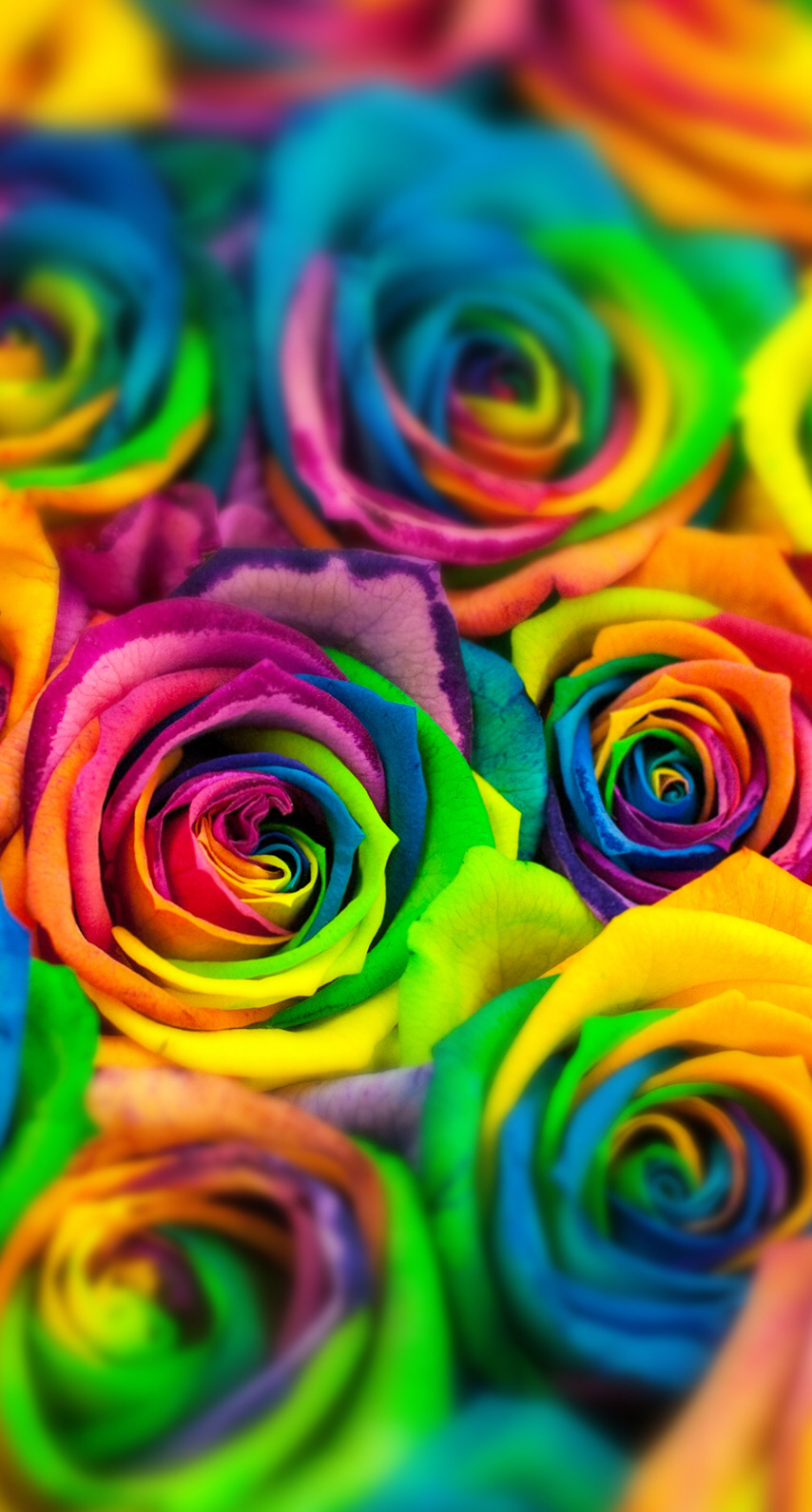 #tumblr. Flowers photography wallpaper, Rainbow wallpaper, Rainbow roses