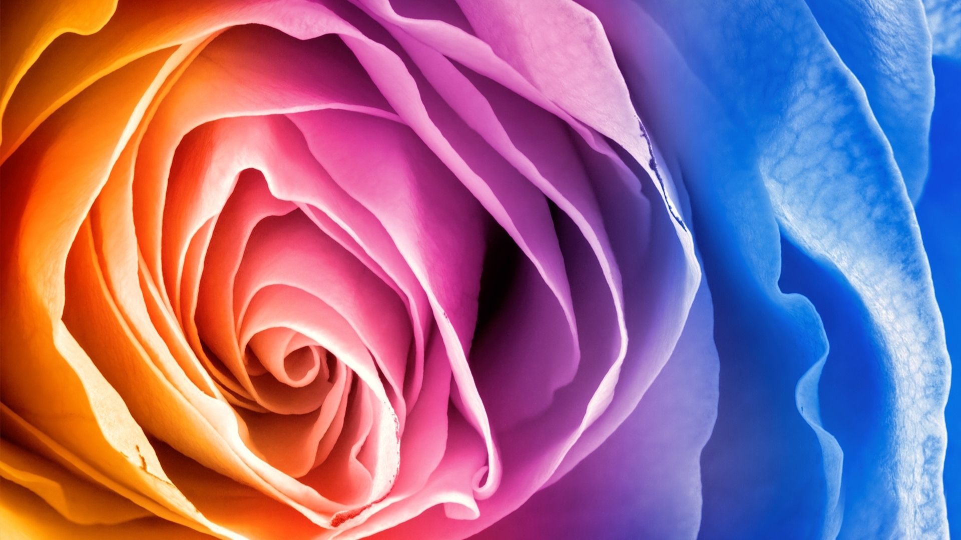 Rainbow rose MacBook Air Wallpaper Download