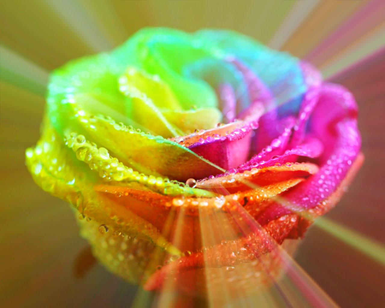 Rainbow Rose Background
