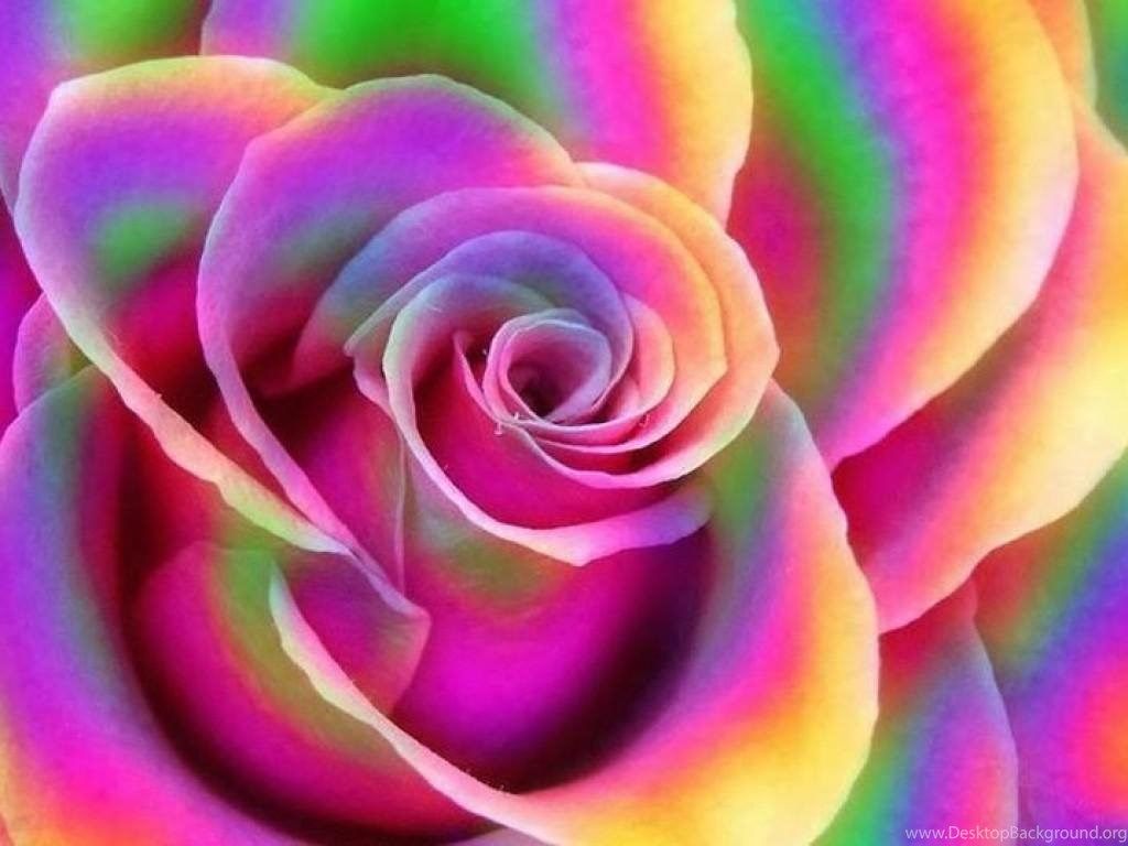 Top HD Rainbow Rose Wallpaper Desktop Background