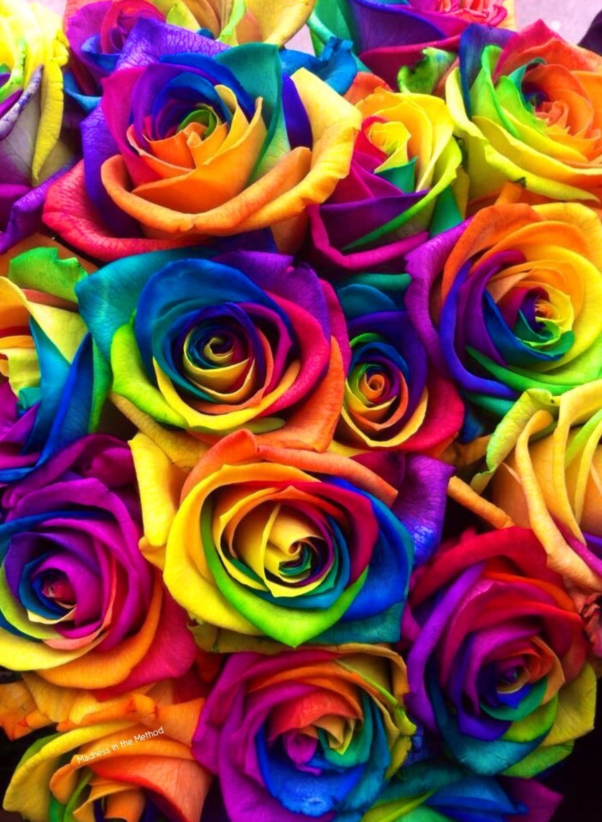 ✧Rainbow✧. Rainbow wallpaper iphone, Rainbow flowers, Rainbow roses