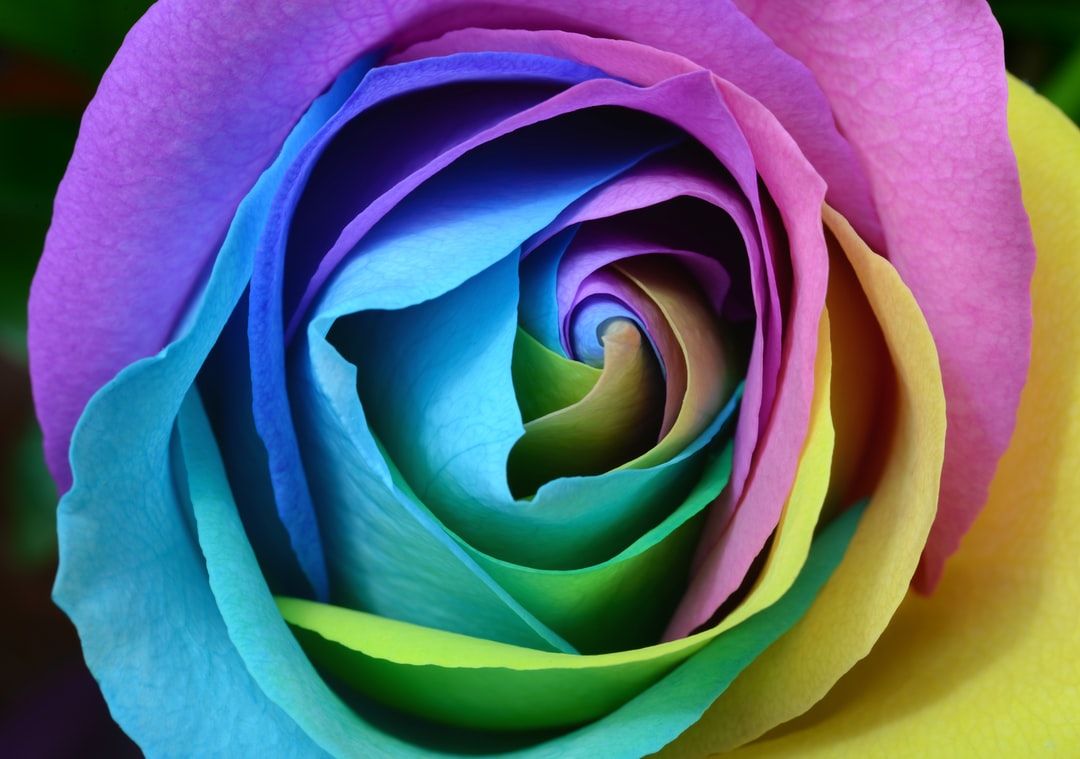 Rainbow Rose Picture. Download Free Image