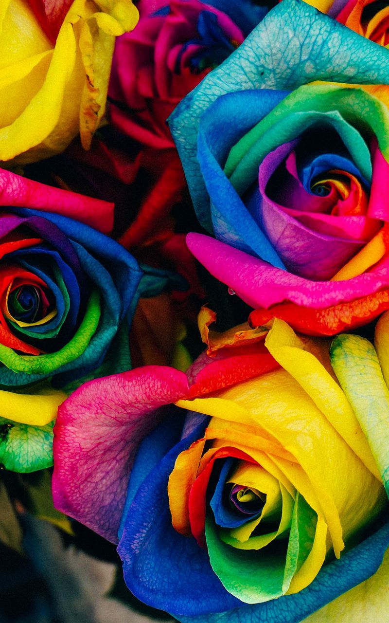 Download Wallpaper 800x1280 Roses, Colorful, Rainbow Samsung Galaxy Note Gt N Meizu Mx2 HD Background