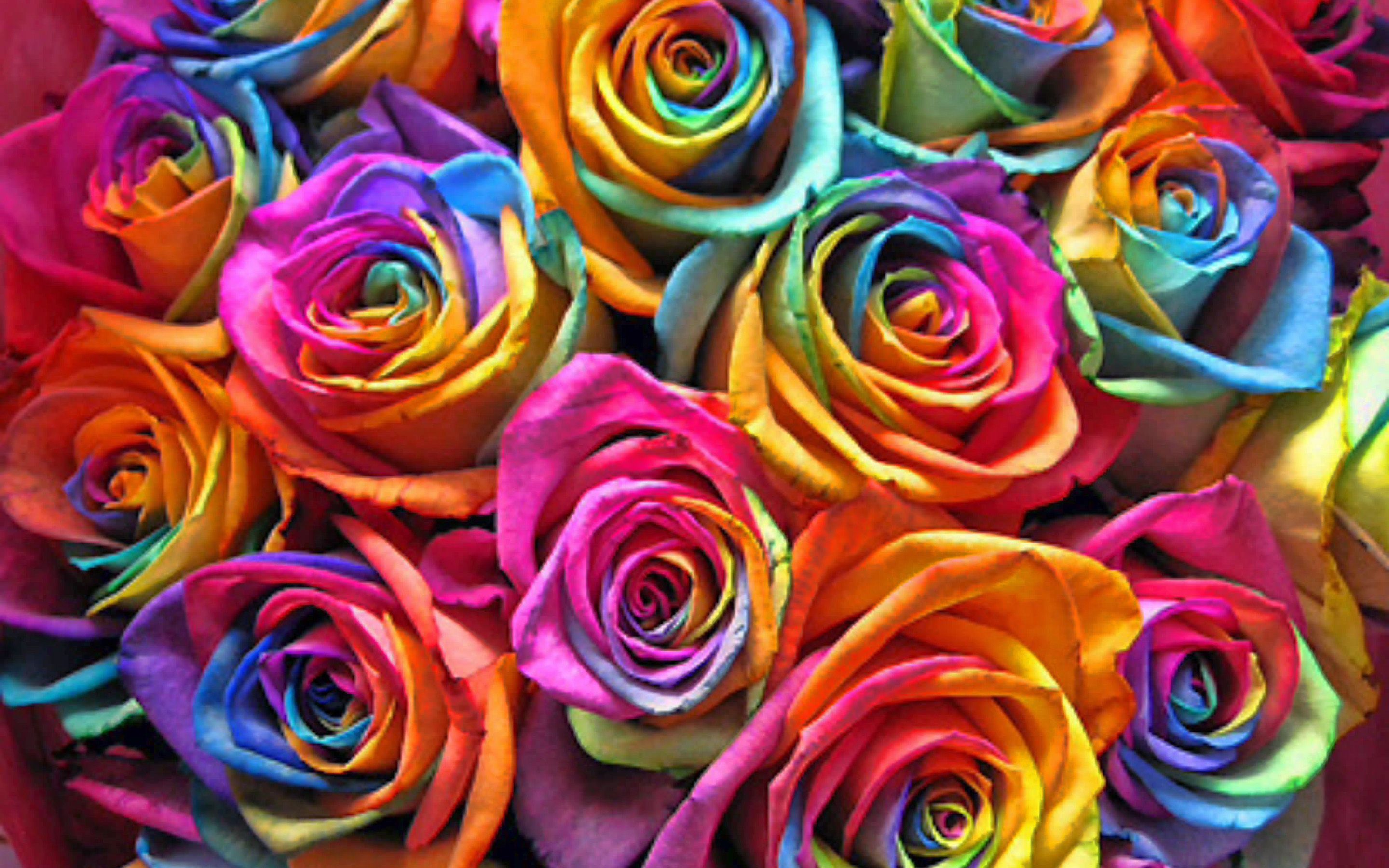 Rainbow Rose Background