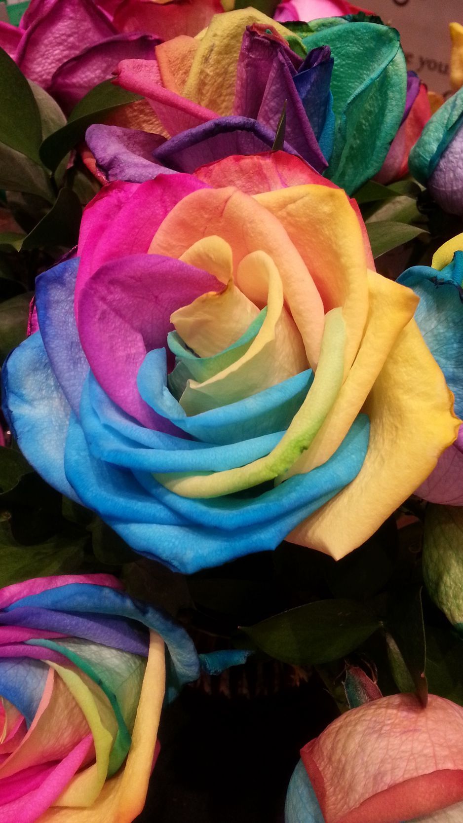 Download Wallpaper 938x1668 Rose, Rainbow, Multicolored Iphone 8 7 6s 6 For Parallax HD Background