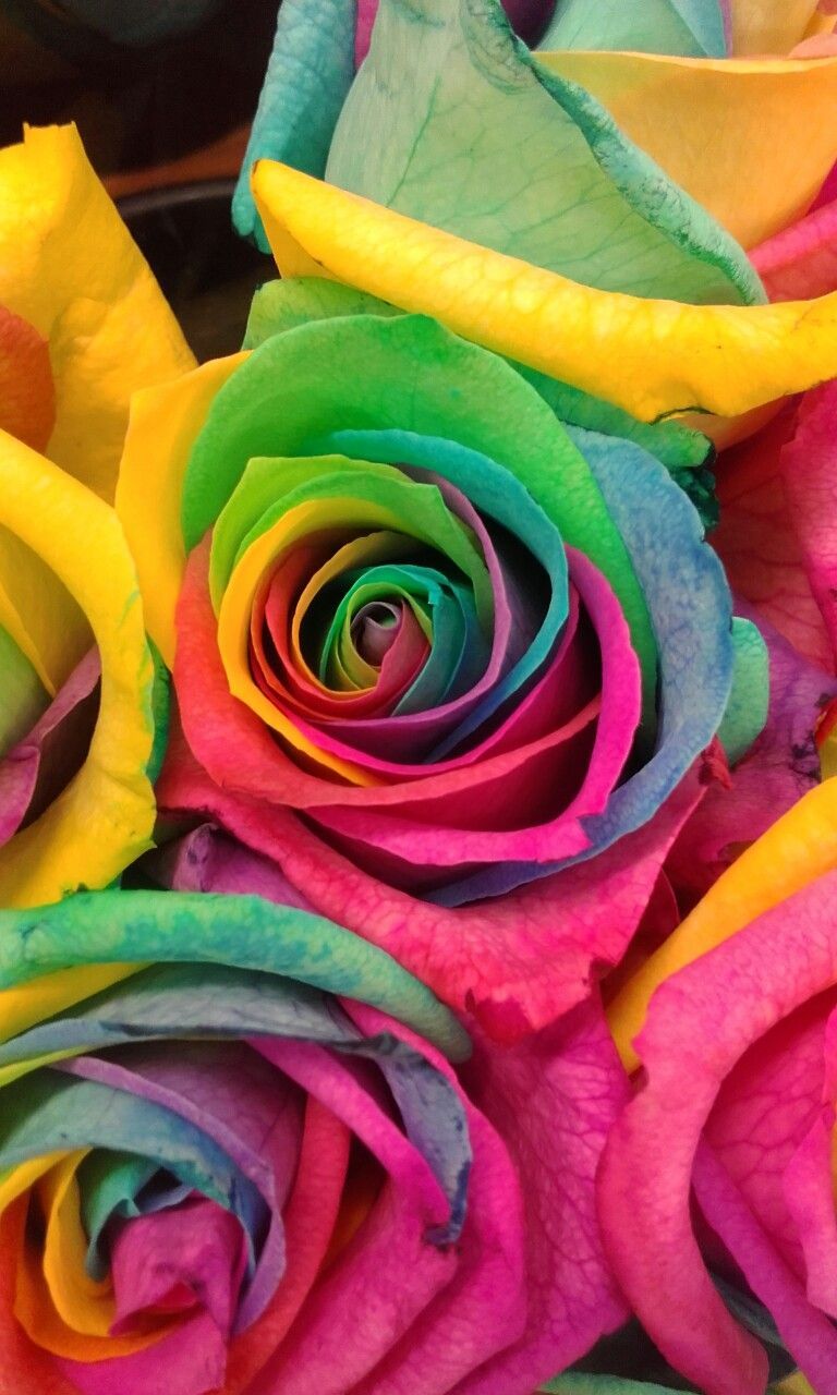 Rainbow Roses. Rainbow flowers, Beautiful flowers wallpaper, Flower phone wallpaper