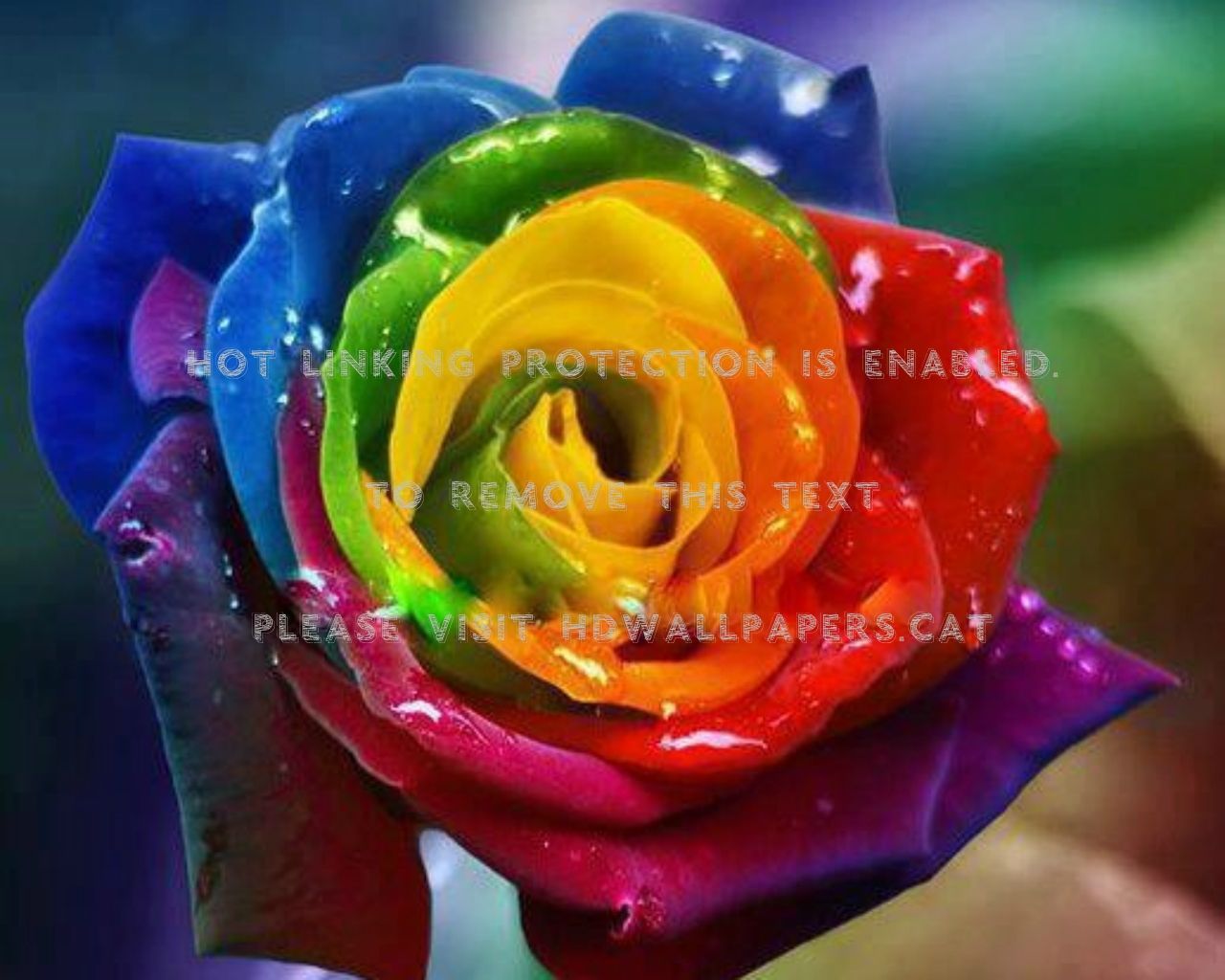 rainbow rose colorful petals abstract