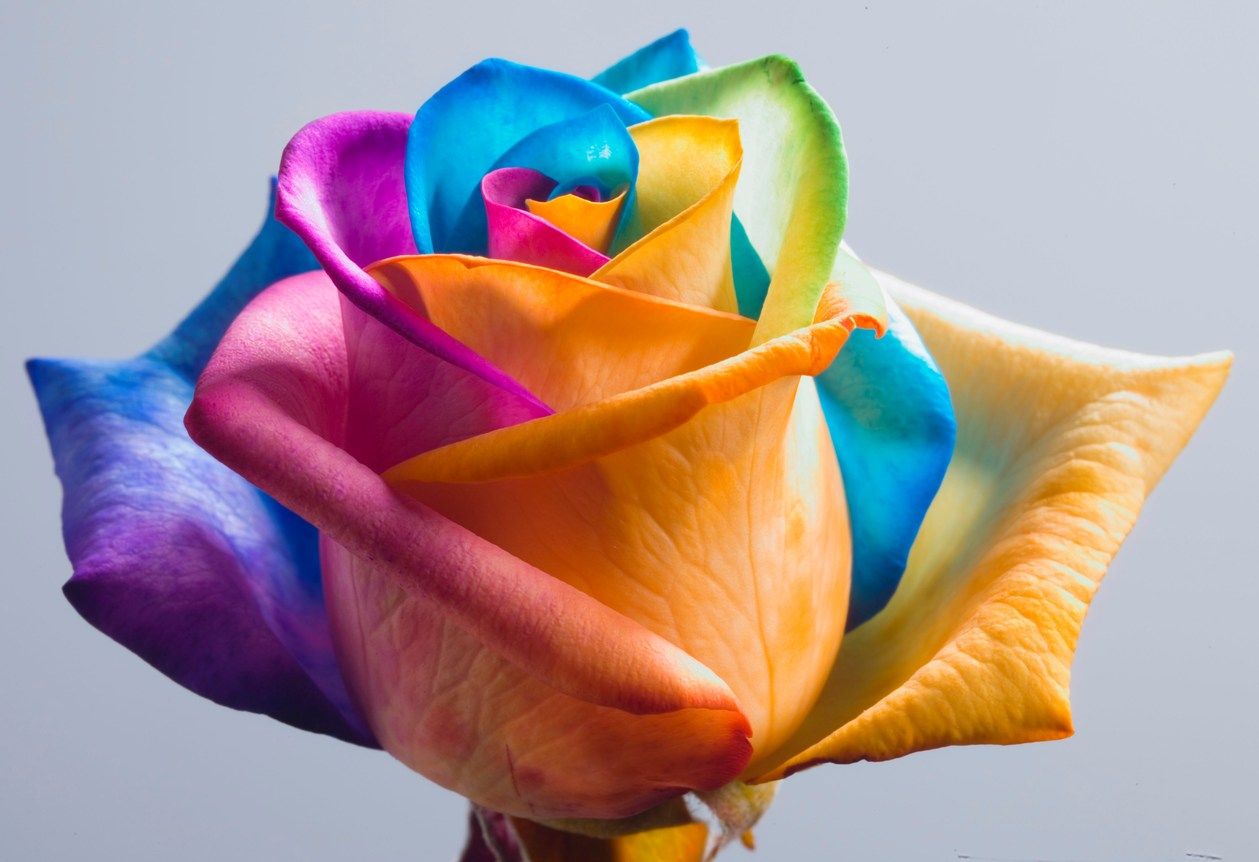 Wallpaper: Rainbow roses
