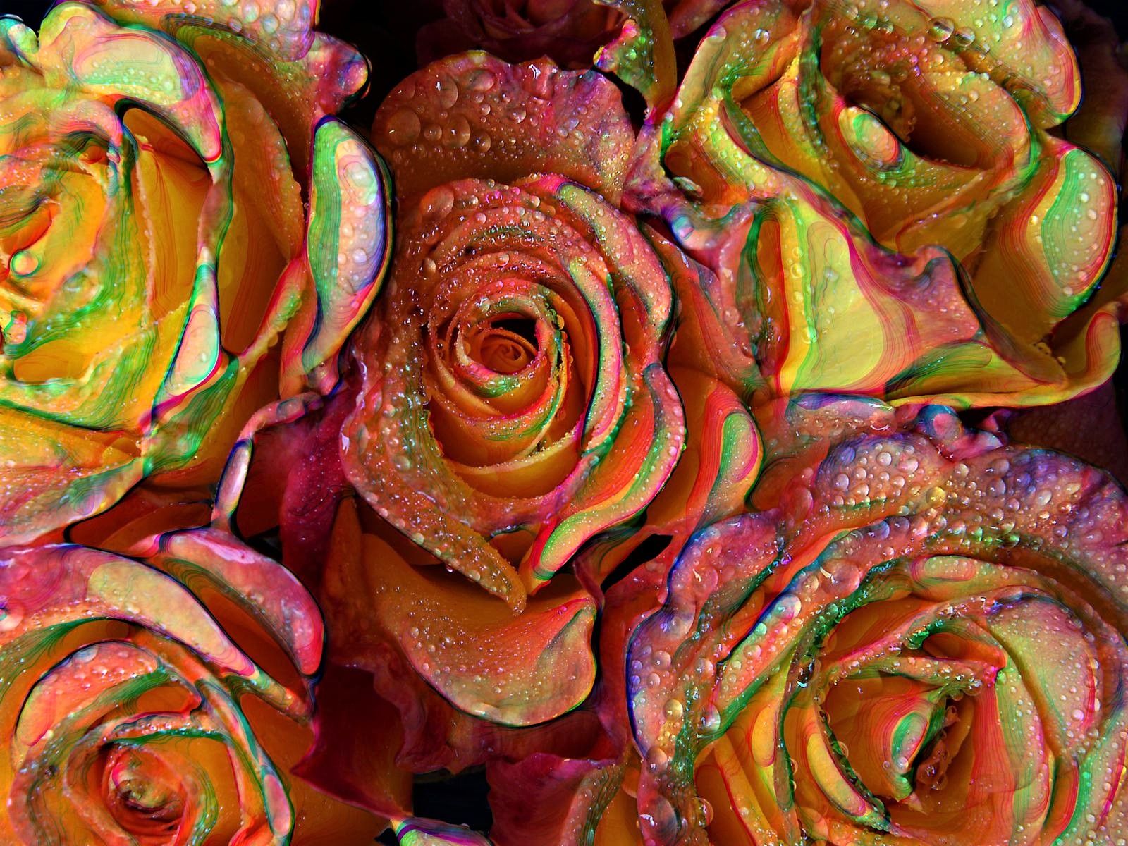 Earth Flower Rainbow Rose wallpaperx1200