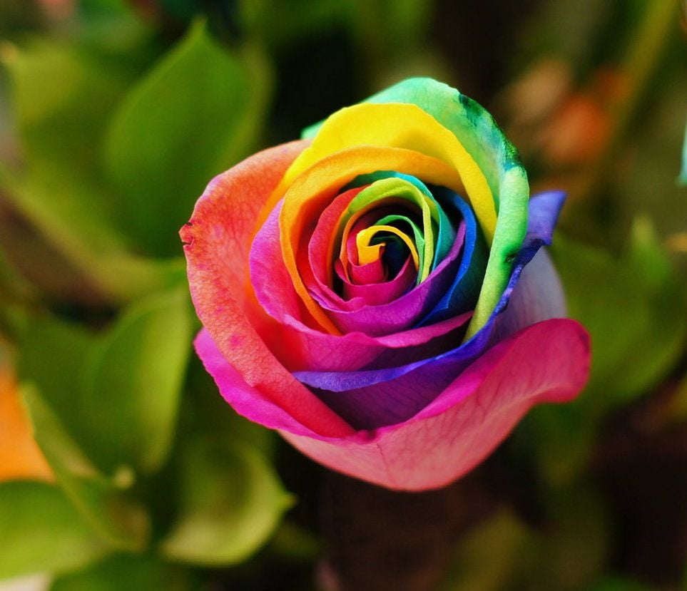Top HD Rainbow Rose Wallpaper. Flowers HD.69 KB