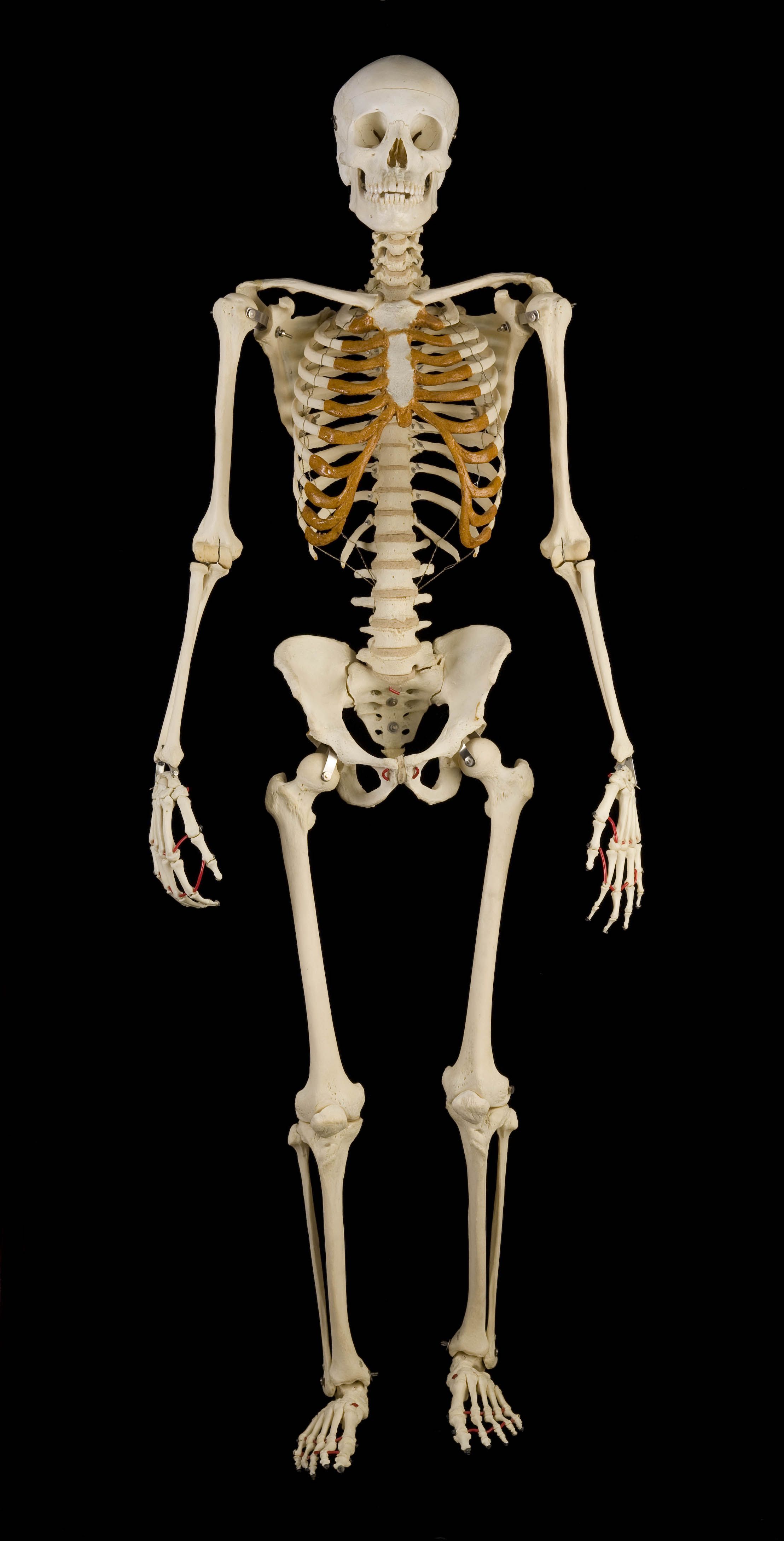 Human Skeleton Full Frontal View Photograph By Steve - vrogue.co