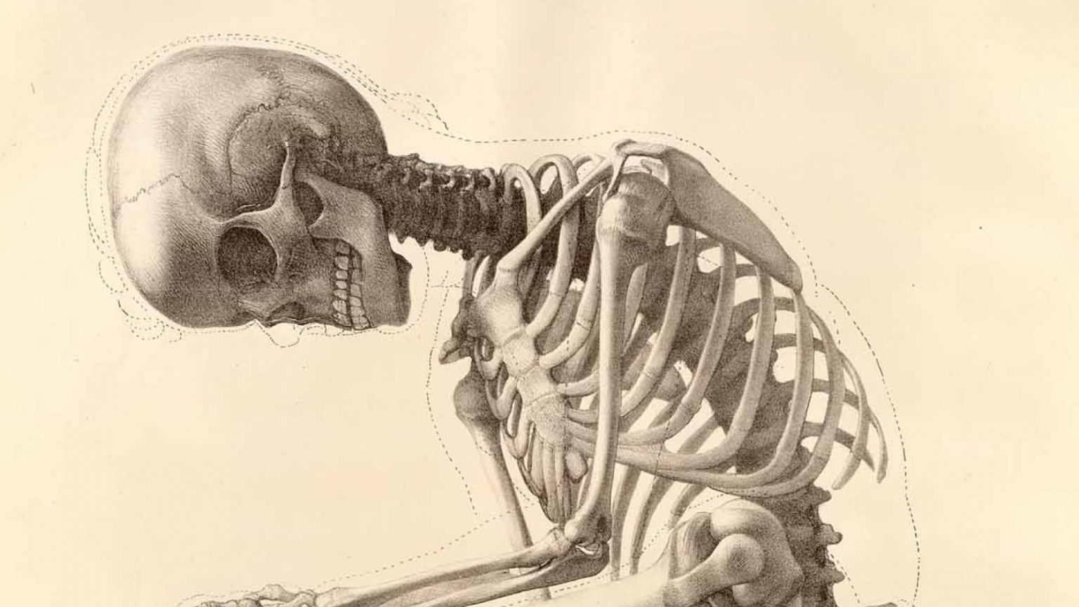 Free download skeleton human body art anatomy bones 1200x1642 wallpapers Wa...