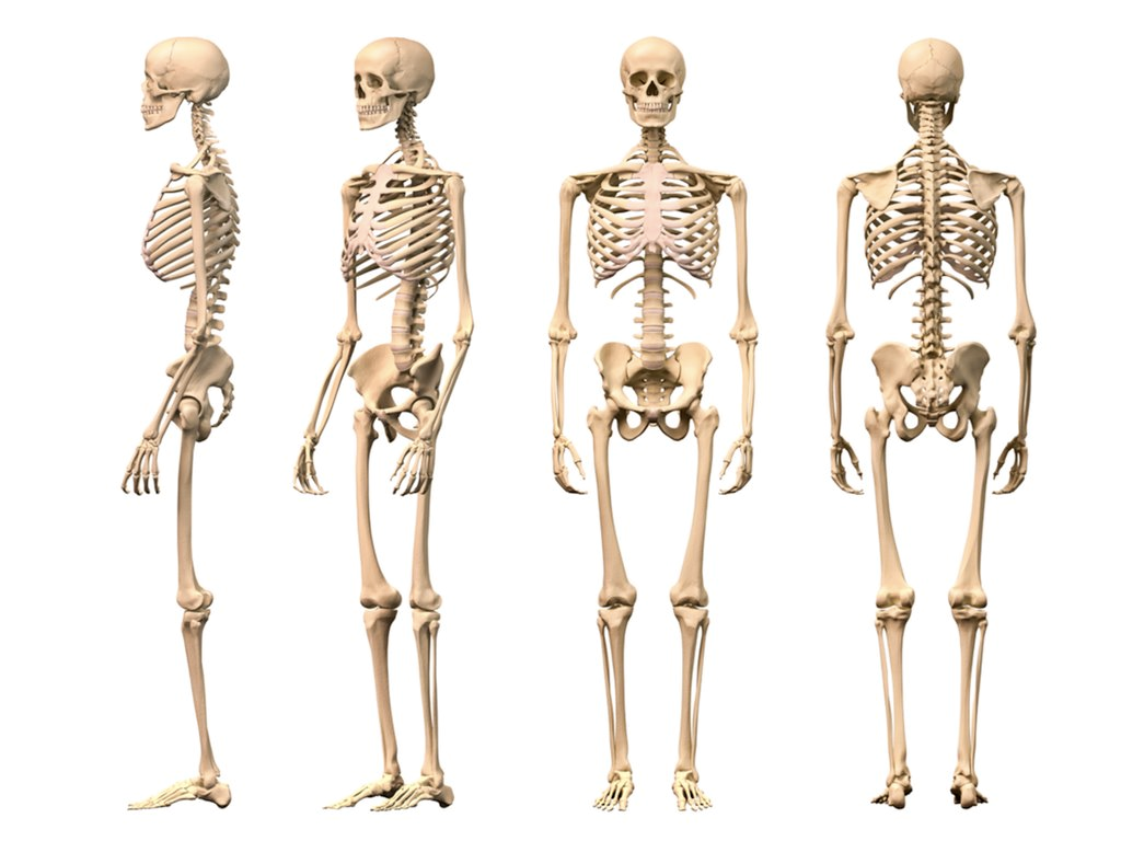 The Human Skeletal System HD 1 Google Play APK Desktop Background