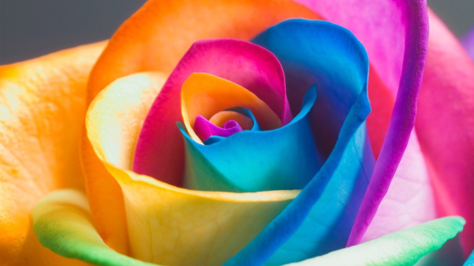 Free download 50 Rainbow Roses Wallpaper [1920x1080] for your Desktop, Mobile & Tablet. Explore Multicolor Flower Mobile Wallpaper. Multicolor Flower Mobile Wallpaper, iPhone X Multicolor Wallpaper, Wallpaper Flower