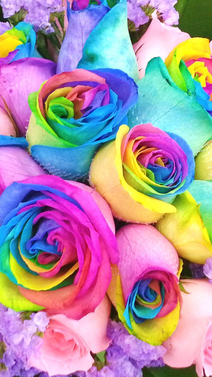 Rainbow roses wallpaper