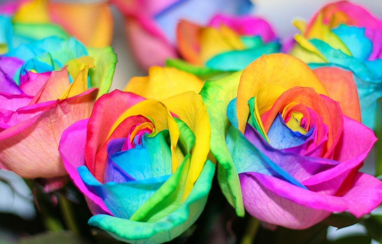 Wallpaper flowers, roses, rainbow, colorful, rainbow, colorful, flowers, roses image for desktop, section цветы