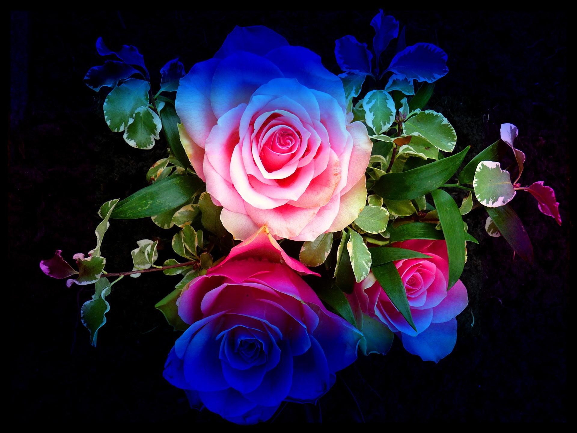 Download 1920x1440 Rainbow Roses Wallpaper
