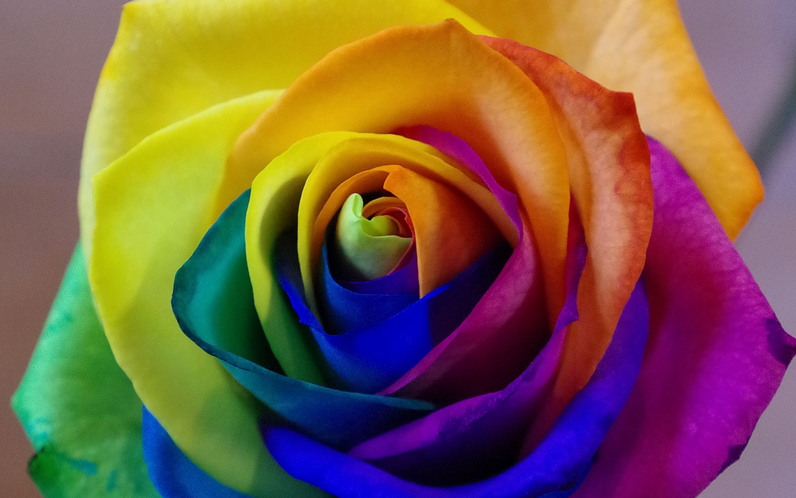 Download wallpaper 2560x1600 rose, rainbow, bud, colorful widescreen 16:10 HD background