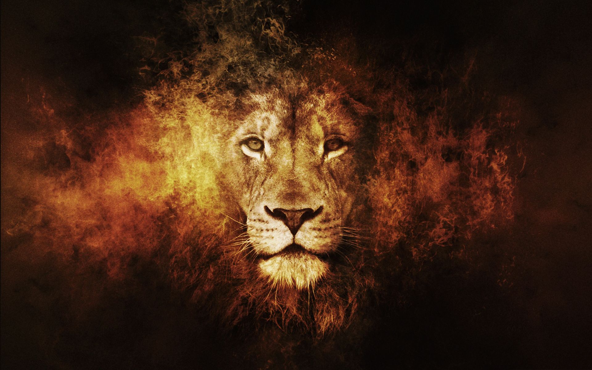 fire lion source mrwallpaper com lion fire art wallpaper 1748 - Stunning Colorful Lion Wallpaper