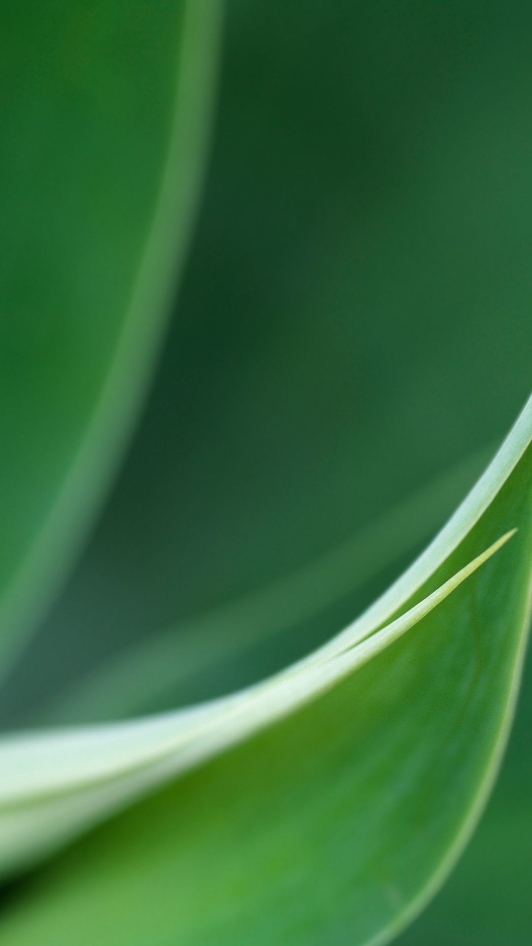 Sony Xperia XZ Wallpaper with Green Leave Picture. Por do sol