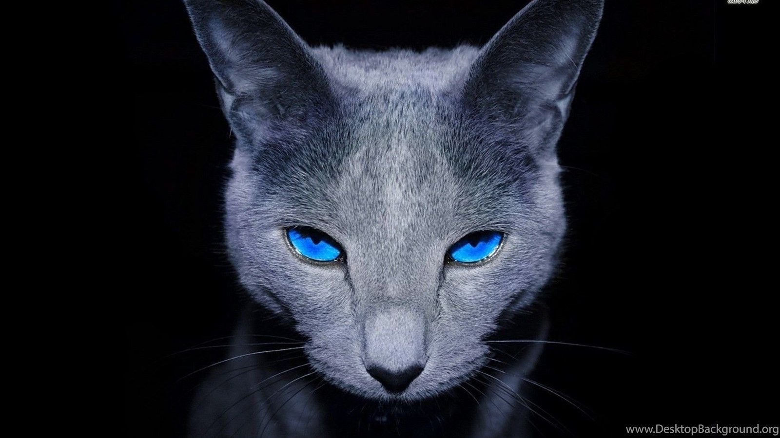 Russian Blue Cat Wallpaper Animal Wallpaper Desktop Background