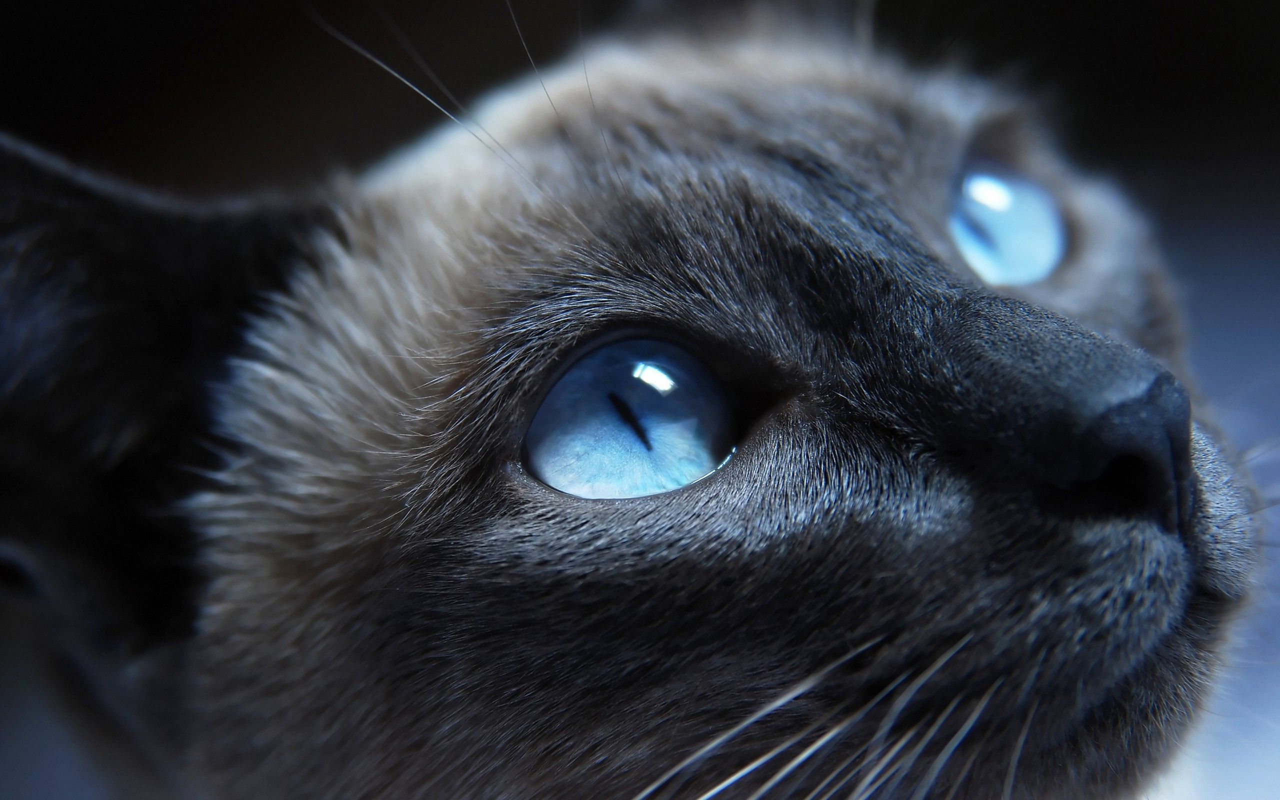 Cat with blue eyes wallpaper. Cat with blue eyes