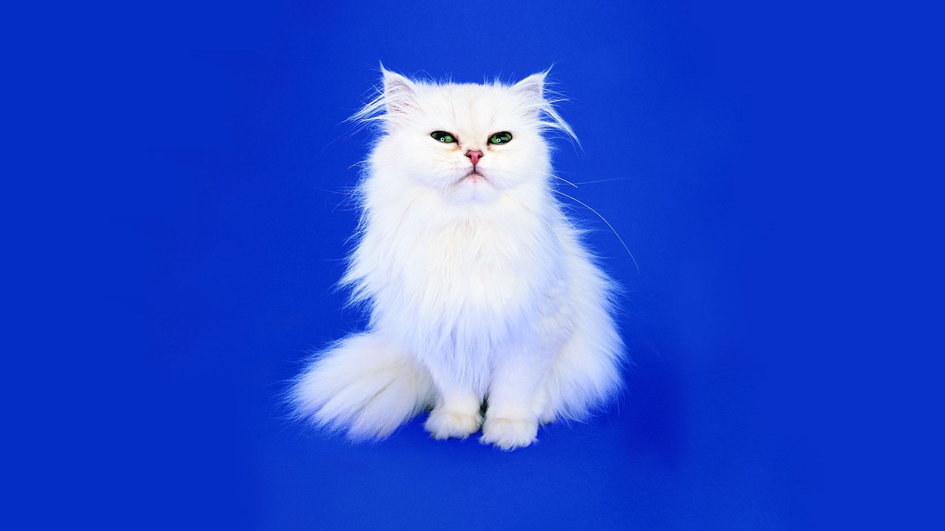 Furry White Cat with Blue Background Wallpaper
