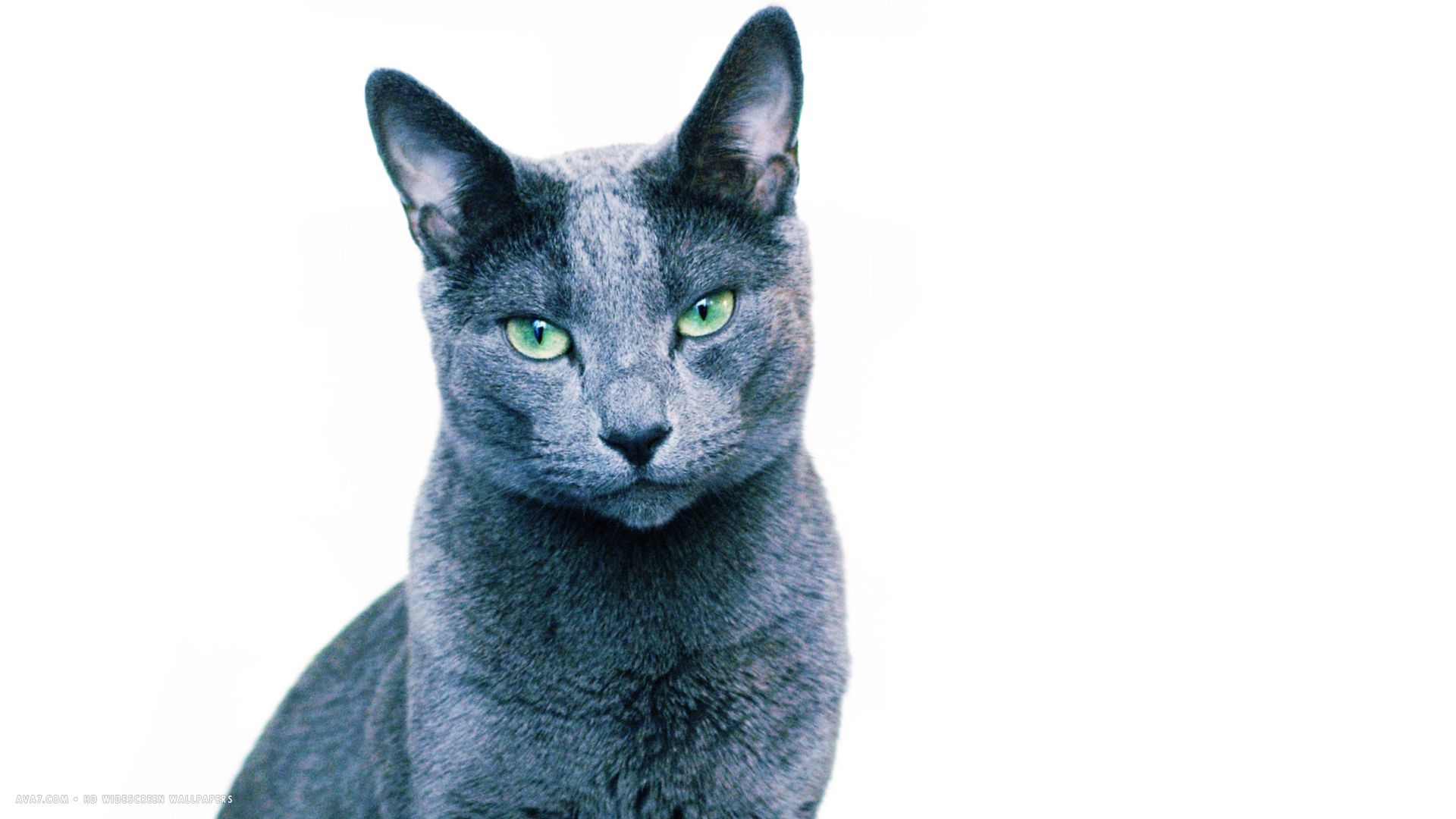 white desktop background russian cat. russian blue cat HD widescreen wallpaper