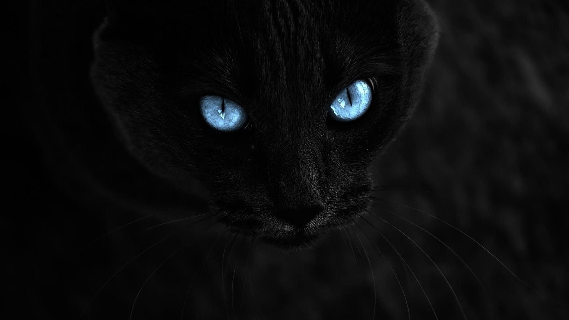 cat, Selective Coloring, Animals, Blue Eyes, Black Cats Wallpaper HD / Desktop and Mobile Background