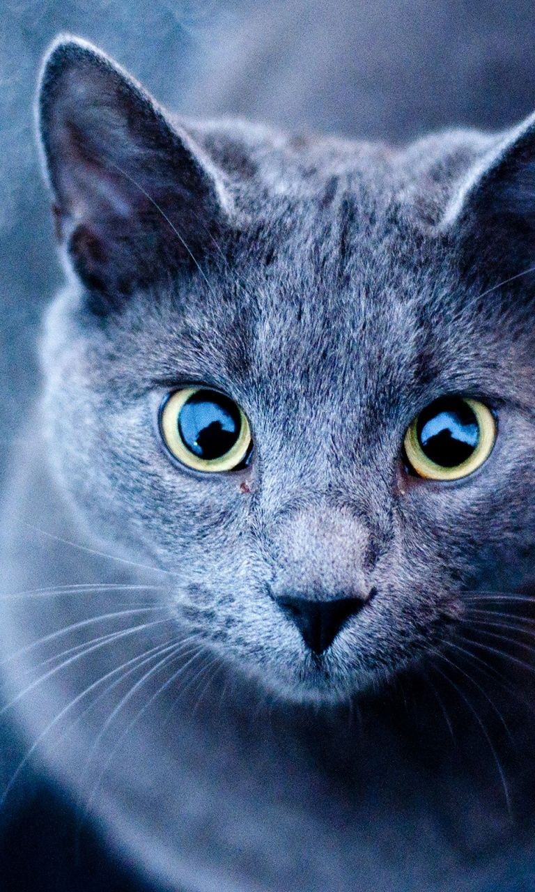 Blue Cat Green Eyes Nexus 4 wallpaper