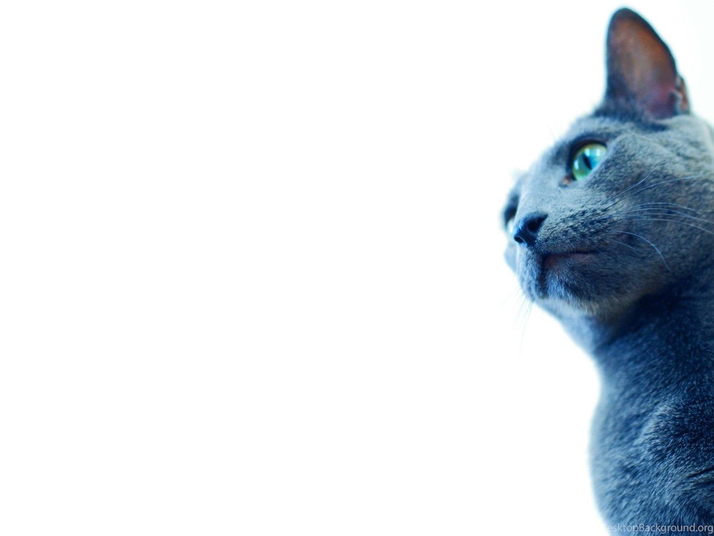 Russian Blue Cat Wallpaper 21 23 Desktop Background