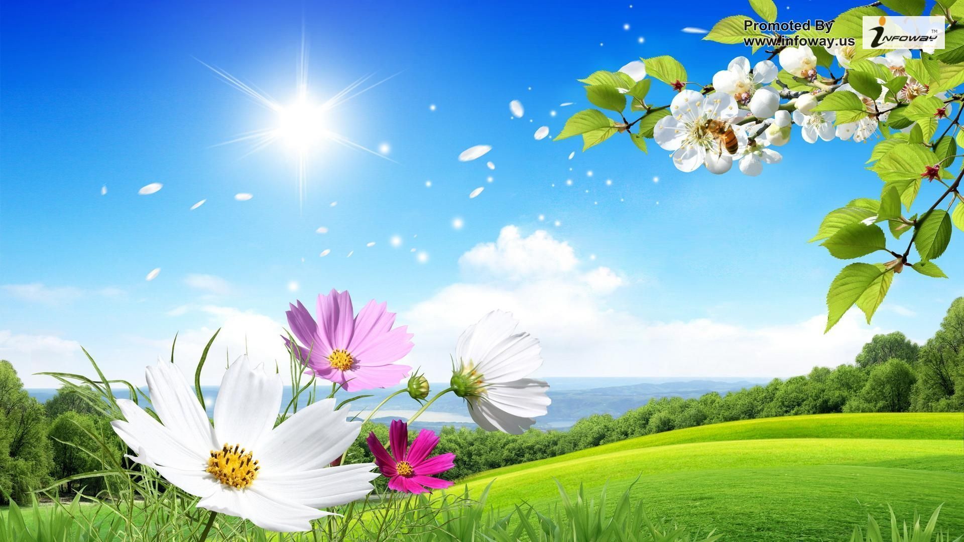 Beautiful Flowers Wallpaper For Desktop HD