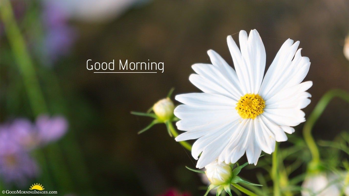 Full HD Good Morning Wallpaper, Nature, Coffee, Breakfast Laptop Image