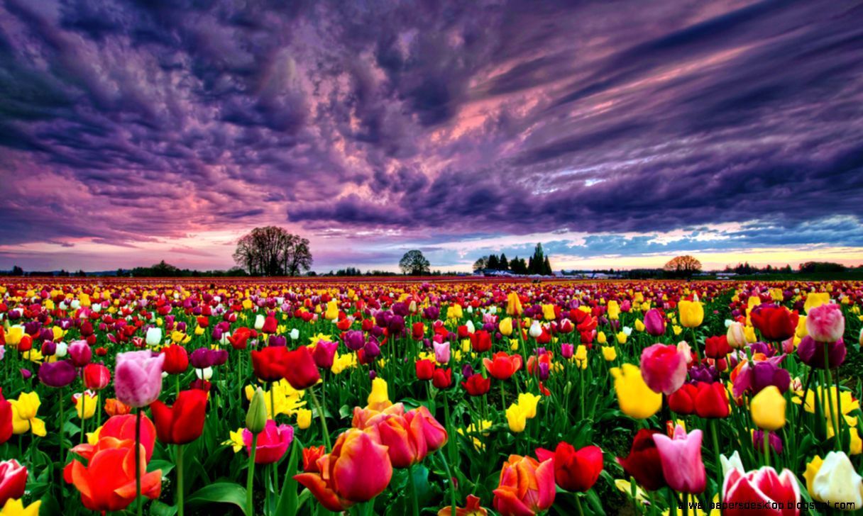Tulips HD Wallpaper