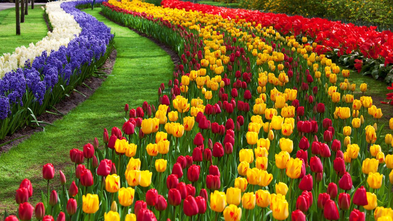 Tulip Flower Garden Free Domain Picture