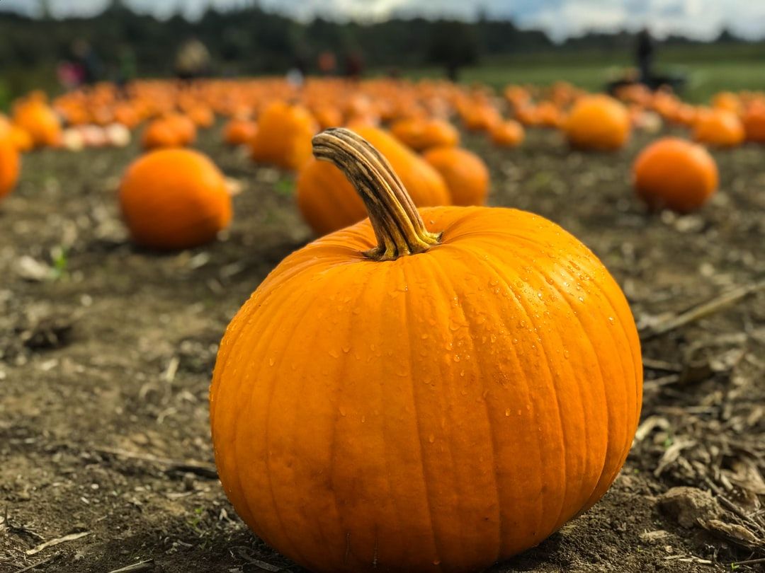 Pumpkin Patch Picture. Download Free Image