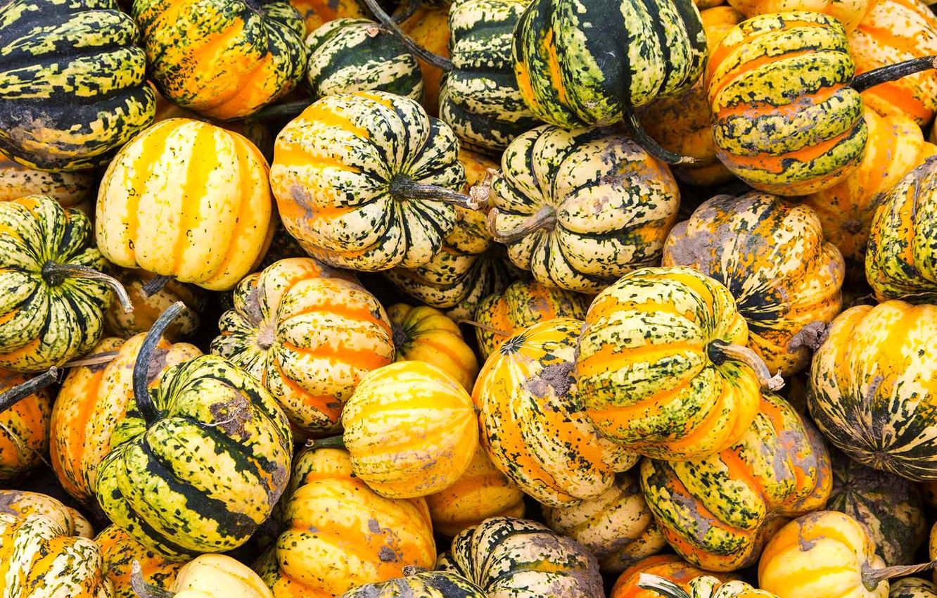 Wallpaper autumn, paint, texture, harvest, Canada, the pumpkin festival. image for desktop, section разное